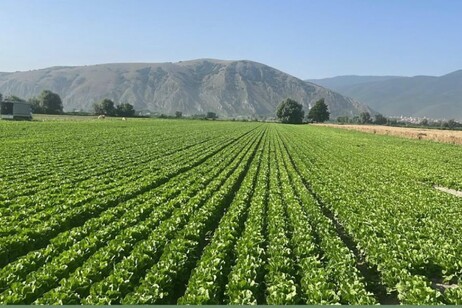 Agrofarma, investiti 30 milioni l'anno in ricerca e sviluppo